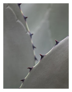 close up photo of blue agave created by laura cook of vision photography