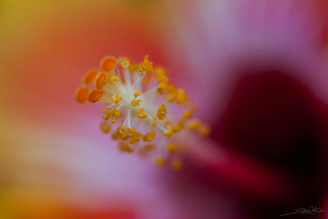 Close up photo showing the intricate details of the hibiscus stamen created by Laura Cook Vision Photography