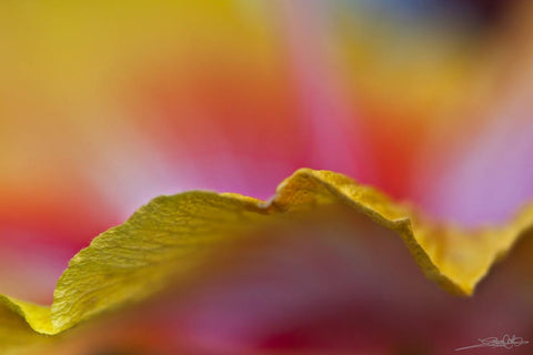 Close up of hibiscus petal edge  created by laura cook vision photography