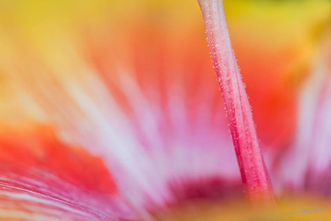 Close up photo of hibiscus stamen created by laura cook of vision photography