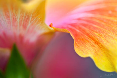 Close up photo of pink and yellow hibiscus flower created by laura cook of vision photography