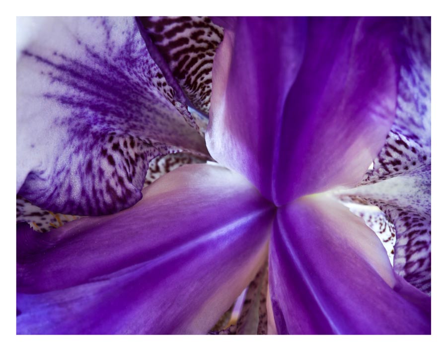 photo of the inside of a purple and white iris. Photo created by Laura Cook of Vision Photography