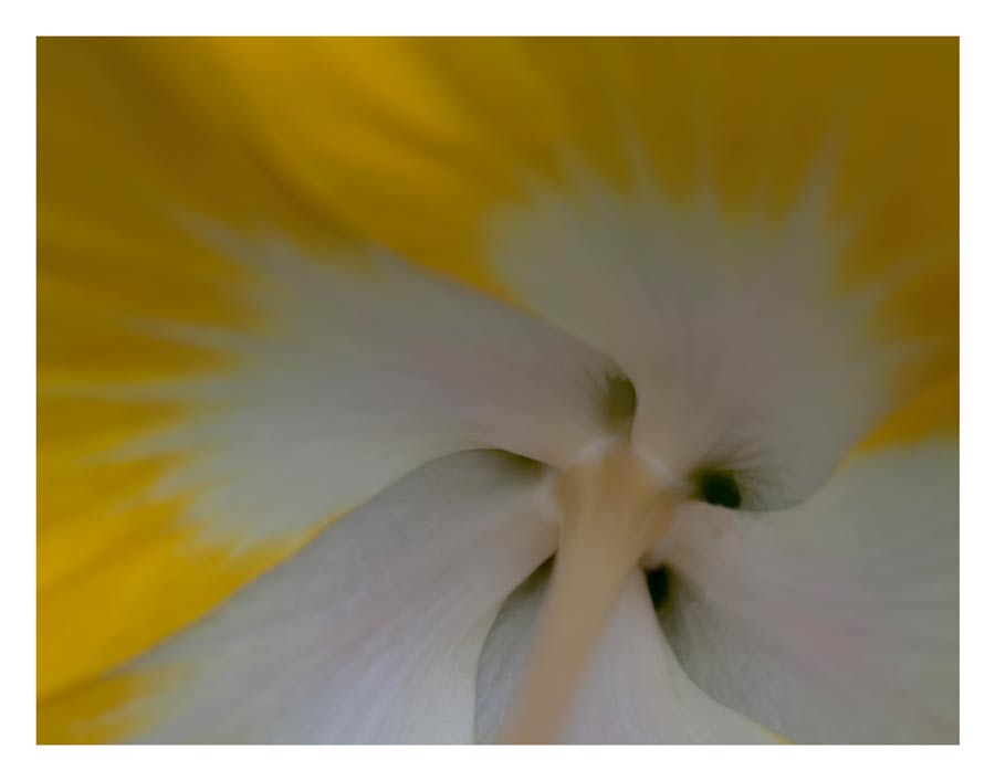 close up of the inside of a yellow hibiscus created by Laura Cook of Vision Photography