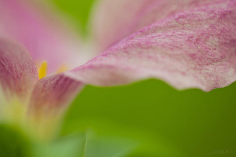 A Close up of a pink trillium in the woods of Ontario created by Laura Cook of VIsion Photography